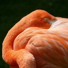 Impressionen zur Gartenreise OKTOBERLODERN im Herbst nach England: Entspanntes Flamingo in Coton Manor Gardens.