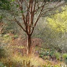 Acer griseum, der Zimtahorn mit austreibendem Cornus Midwinter Fire in Cambridge Botanic Garden anlässlich der Gartenreise Frühlingserwachen in East Anglia von Iris Ney
