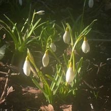 Impression der Schneeglöckchenreise Galanthour von Iris Ney - DIE Gartenreise in den Vor-Frühling nach England. Das gelbe Galanthus plicatus 'Wendy's Gold' wirkt wie ein Goldglöckchen statt wie ein Schneeglöckchen..