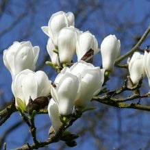 Impression zur Gartenreise Frühlingserwachen von Iris Ney - DIE Gartenreise in den Frühling nach England. Hier Blütentraum von Magnolia denudata.