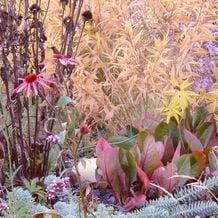 Die Herbstfärbung bei Stauden setzt einen jahreszeitlichen Höhepunkt. Die späte Echinacea-Blüte korrespondiert mit dem Rosarot von Bergenia 'Wintermärchen'. Im Hintergrund Amsonien. Welke Echinaceen sorgen für Ent-Kitschung.