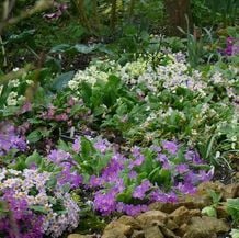 Frühlingserwachen von Iris Ney, DIE Gartenreise nach England im Frühling. Blühende türkische Primeln in einem Privatgarten.
