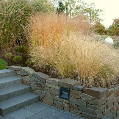 Bereits im ersten Jahr haben sich die großen Büsche von Miscanthus-Sorten in dem eher lehmigen Boden nachhaltig etabliert. Es wurden bevorzugt herbstfärbende Sorten ausgewählt.