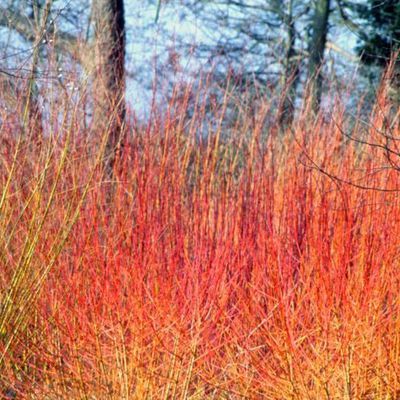 Impression der Schneeglöckchenreise Galanthour von Iris Ney - die Gartenreise in den Frühling nach England