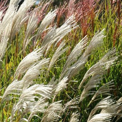 Bei Wind und vor dunklem Herbsthimmel kommen blühende Miscanthus besonders schön zur Geltung. Dabei spielt hier die beeindruckende Größe ebenfalls eine wichtige Rolle.