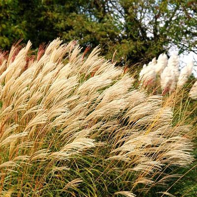 Was ist bewegter, als Gräser im Wind? Hier die Sorte des Chinaschilfs Miscanthus 'Hermann Müssel', benannt nach dem inzwischen leider verstorbenen Staudenfachmann aus Weihenstephan.