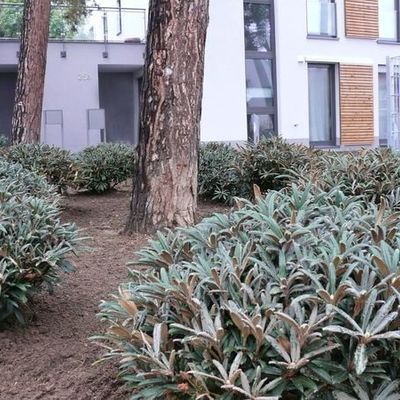 Wie schon die fahrbaren Holzjalousien der Gebäude vom Architekten Peter Faust, so greift Rhododendron yakushimanum 'Koichiro Wada' mit seiner behaarten Blattunterseite ('Indumentum')  den warmen Zimtton der säulenartigen Kiefernstämme auf.