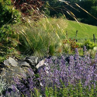 Stipa gigantea fängt das Sonnenlicht auf Augenhöhe und bildet dadurch eine goldene Aura über blauvioletter Katzenminze. Die Blüten dieses Grases sind bei vorteilhafter Witterung bis weit in den Winter attraktiv.