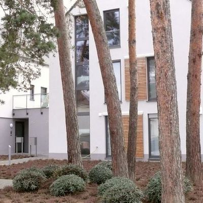 Das eher längliche Laub und der Grünton von Rhododendron yakushimanum 'Koichiro Wada' greift im für Rhodos besonderem Maße die Struktur der Kiefernnadeln auf. Mitte Mai bis Juni sorgen weiße Blüten aus rosaroten Knospen für einen kräftigen Farbenrausch.