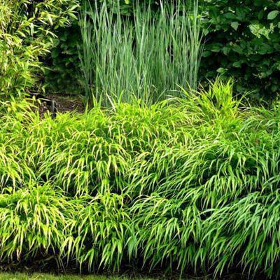 Wie ein Turmspringer, der sich gleich wohl gelenkt den Wasserfall hinabstürzen wird, steht Panicum virgatum 'Cloud Nine' vor dem abwärts fließenden Hakonechloa macra.