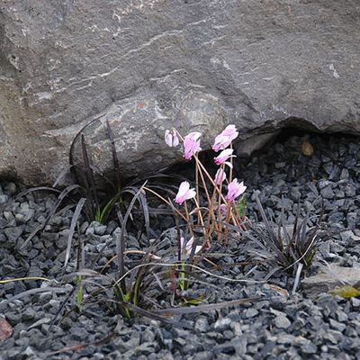 Schwarzer Schlangenbart Ophiopogon planiscarpus 'Nigrescens' auf schwarzem Basaltsplitt; in diesem Garten hat man Spass am Subtilen. Das rosablühende Cyclamen hederifolium wirkt mit seinen Blüten vor dem Laubaustrieb im Kies fast unwirklich.