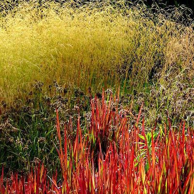 Gräser im Gegenlicht: ein Dauerbrenner. Im Durchlicht fängt Imperata cylindrica 'Red Baron' kräftig zu glühen an, während viele andere Gräser durch ihre feinen Haare und Haken eine Aura um sich malen oder mit ihren Blütenähren goldene Lichtblitze zaubern.