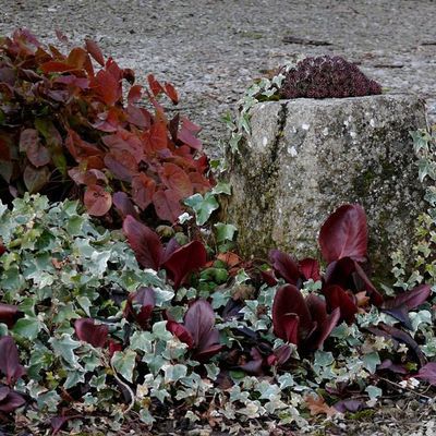 Impression der Schneeglöckchenreise Galanthour von Iris Ney - die Gartenreise in den Frühling nach England