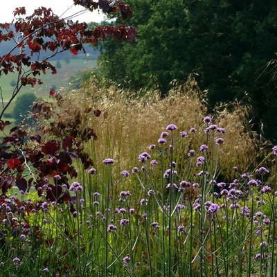 Cercis canadensis 'Forest Pansy' wirkt mit seinem purpurnen Laub im Gegenlicht besonders bestechend. Dahinter üppiges Deschampsia, im Vordergrund Verbena bonariensis. Letztere fault ab, wenn im Herbst geschnitten, weil Wasser in die holen Stängel läuft.