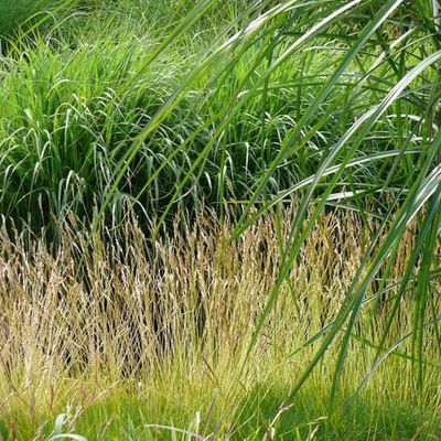 Der Blick an hohem Chinaschif vorbei auf blühenden Bärenfell-Schwingel. Das smaragdgrüne  Festuca gautieri wird leider seltener gepflanzt als seine graulaubige Schwester Festuca glauca. Beide neigen bei ungünstigen Standorten oder im Alter zum Verkahlen.