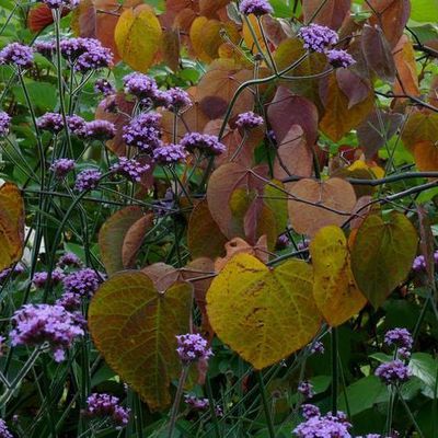 Hier die Herzen von Cercis canadensis 'Forest Pansy' in voller Herbstfärbung gemeinsam mit den späten Blüten von Verbena bonariensis. Der Herbst bietet in diesem Felsengarten in Düsseldorf einen jahreszeitlichen Höhepunkt.