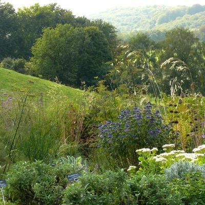 Fontänen des goldenen Stipa gigantea ergießen sich auf die Pflanzung des Käuterhanges. Dort steht auch weißes Sedum. Rosa würde hier einen süßlichen Effekt schaffen, der nicht gewünscht wird.