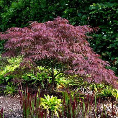 Nur wenige Gehölze durften von Kundenseite in diesen Gräsergarten. Hier ein Acer palmatum var. dissectuum 'Garnet' mit frischgrünem breitblättrigen Carex plantaginea und den roten Spitzen des Blutgrases Imperata cylindrica 'Red Baron'.