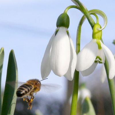 Schneeglöckchen sind für Bienen häufig die erste Nektarquelle.