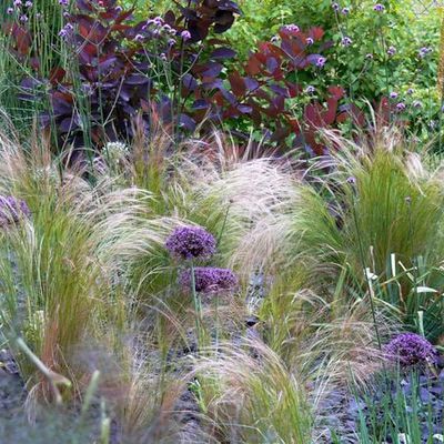 Bewegte Momente, wenn das Engelshaargras Stipa tenuissima um große Alliumköpfe gefegt wird. Im Hintergrund erweitert das wunderschön leuchtende Purpurlaub der Cotinus-Hybride 'Grace' die Farbpalette der Violettetöne.