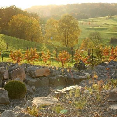 Der Felsengarten im Oktober 2008, direkt nach Bepflanzung. Die Herbstfärber und winterfärbenden Gräser bieten besonders im Durchlicht starke Akzente zum dunklen Basalt. Inzwischen ist nur noch das Winterbild so stark von den steinigen Strukturen geprägt.