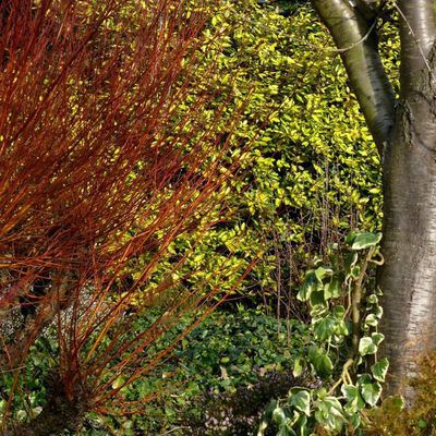 Impression der Schneeglöckchenreise Galanthour von Iris Ney - die Gartenreise in den Frühling nach England