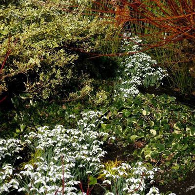 Impression der Schneeglöckchenreise Galanthour von Iris Ney - die Gartenreise in den Frühling nach England