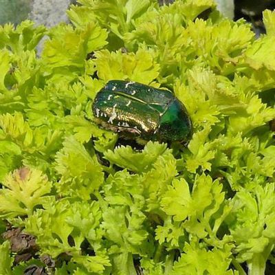 Ein Goldglänzender Rosenkäfer, Cetonia aurata, hatte sich unter dem austreibenden Mutterkraut, Tanacetum parthenium 'Golden Moss', versteckt.