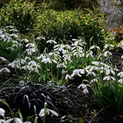 Impression der Schneeglöckchenreise Galanthour von Iris Ney - die Gartenreise in den Frühling nach England