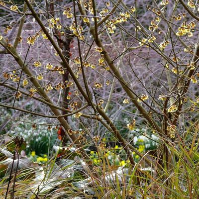 Impression der Schneeglöckchenreise Galanthour von Iris Ney - die Gartenreise in den Frühling nach England