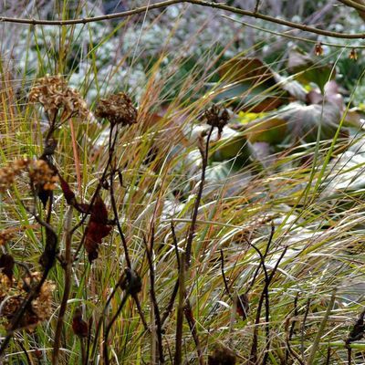 Impression der Schneeglöckchenreise Galanthour von Iris Ney - die Gartenreise in den Frühling nach England