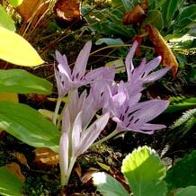 Impressionen zur Gartenreise OKTOBERLODERN im Herbst nach England: Colchicum agrippinum mit denzentem Schachbrettmuster vor herbstlichem Laub anderer Stauden.