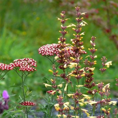 Viele Lippenblüter, wie hier die Agastache 'Summer Glow' in Gesellschaft von Achillea 'Laura', spielen eine große Rolle als Nektarquelle für zahlreiche Insekten. Zudem erfreuen sie durch eine lange Blütezeit. Die Agastachenblüten sollten gekostet werden.