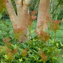 Impressionen zur besonderen Gartenreise OKTOBERLODERN nach England: die warmen Stämme der Goldbirke Betula ermanii hinter verblühtem Mädesüß - eine sicher nicht zufällige Farbharmonie in The Old Rectory Gardens.