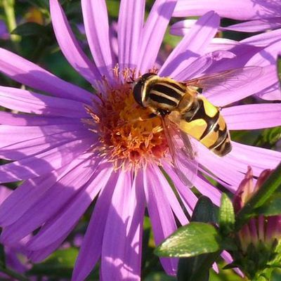 Eine Schwebfliege an einer Aster