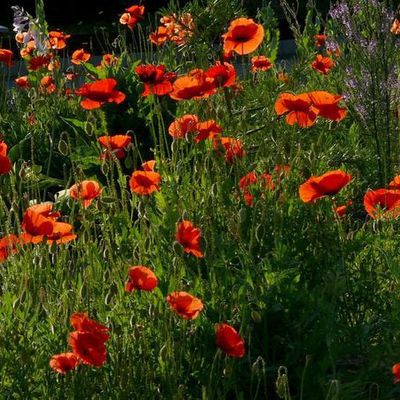 Blühender Klatschmohn wächst nur, wenn Flächen offen bleiben. Er ernährt zahlreiche Wild- und Honigbienen sowie Schwebfliegen. Nach der langen Blütezeit können die trockenen Pflanzen einfach rausgezogen werden.