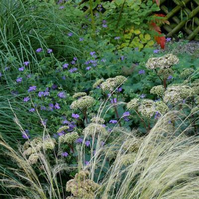 Miscanthus und Stipa tenuissima sorgen für Bewegung, während der dauerblühende Storchenschnabel Geranium 'Rozanne' blauviolette Teppiche um Sedum 'Matrona' webt.