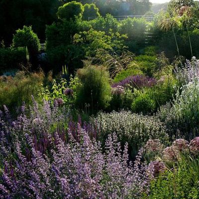 Zu den Hauptvertretern bei den Insektennährgehölzen gehören die Lippenblüter. Hier zu sehen verschiedene Salbei, Lavendel, Stachys und Katzenminzen (Calamintha und Nepeta). Lichtblitze kommen von Stipa gigantea.