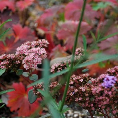 Blühendes Sedum 'Matrona' wird von herbstfärbendem Geranium wlassovianum befeuert.