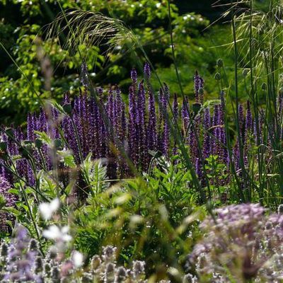 Lippenblüter wie dieser schöne Salvia nemorosa 'Caradonna' sowie der Stachys im Vordergrund dienen zahlreichen Insekten als Nahrungsquelle.