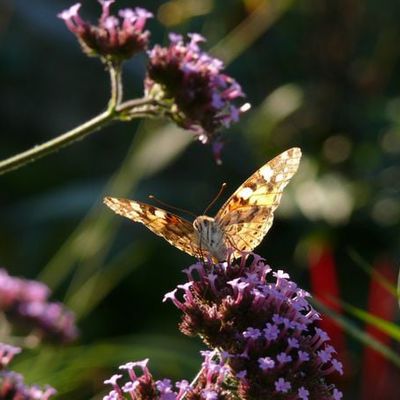 Distelfalter Vanessa cardui (Cynthia cardui) auf dem Patagonischen Eisenkraut Verbena bonariensis.