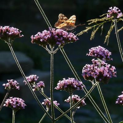 Distelfalter Vanessa cardui (Cynthia cardui) auf dem Patagonischen Eisenkraut Verbena bonariensis.