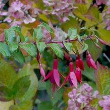 Impression zur besonderen Gartenreise OKTOBERLODERN im Herbst nach England: Von winterharten Fuchsia magellanica sind zum Glück immer mehr Sorten im Handel. Sie bringen leuchtende Farbe in spätherbstliche Gärten. Hier vor einer verblühenden Bauernhortensie.