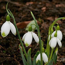 Impression der Schneeglöckchenreise Galanthour von Iris Ney - DIE Gartenreise in den Vor-Frühling nach England. Galanthus 'Beany' - eine begehrte Schneeglöckchensorte.