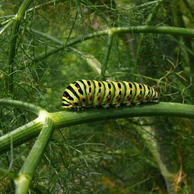 Die Raupe vom Schwalbenschwanz ernährt sich von wilder Möhre und verwandten Umbelliferen. Hier habe ich sie auf dem schönen Bronzefenchel gefunden. Zum Glück ist sie geduldiger mit der langsamen Fotografin als der Schmetterling!