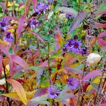 Impressionen zur besonderen Gartenreise OKTOBERLODERN im Herbst nach England: Aster Orpheus ist ein Sämling der Sorte Calliope und entstand bei Joe Sharman. Sie macht eine herrlich leuchtende Herbstfärbung, die gemeinsam mit ihrer späten Blüte auftritt.