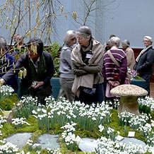 Präsentationsstand mit Schneeglöckchen auf der RHS Show in London, der sogenannten Spring Show.