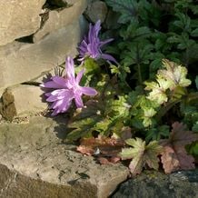 Impression zur besonderen Gartenreise OKTOBERLODERN im Herbst nach England: Die gefüllte Herbstzeitlose Colchicum Waterlily genießt die milde Sonne über einer Sorte von Tiarella cordifolia.