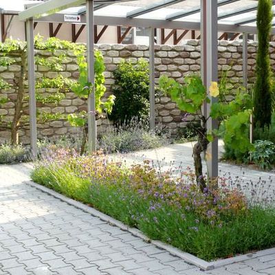 Der Weg zum WC entlang der Weinbar 'Am Altebach' im Sommer. Es blühen die Lavendel, während Euphorbia amygdaloides 'Purpurea' ihre Blüten zu einem matten Rosaton färben.