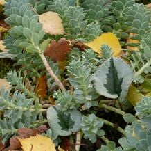 Impression zur Gartenreise OKTOBERLODERN nach England: Die Walzenwolfsmilch Euphorbia myrsinitisist hat sich hier zufällig zu Cyclamen coum gesellt. Das Laub derer malt ein Tannenbäumchen. Dessen Form korrespondiert mit herabgefallenem Birkenlaub.